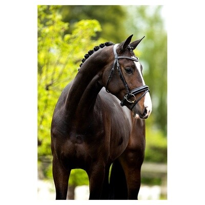 BR Bridle Eston