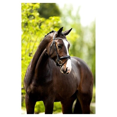 BR Bridle Plymouth II