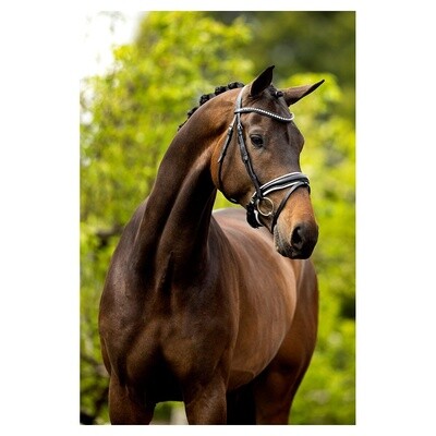 BR Bridle Southam