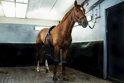 Equine Legcooler