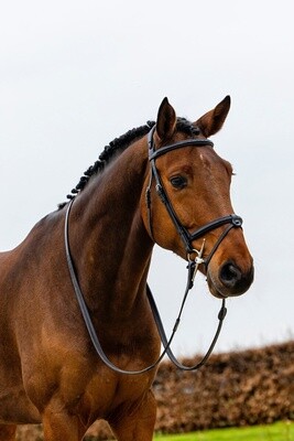 Trust Geneva Combined Reithalfter Trense