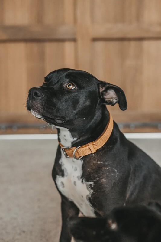 Dy&#39;on Basket Dog Collar