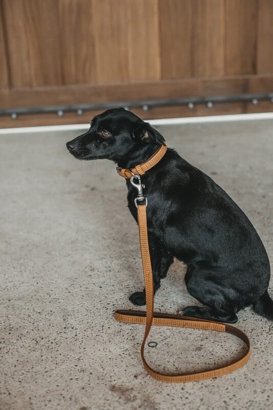 Dy&#39;on Basket Dog Leash 1m