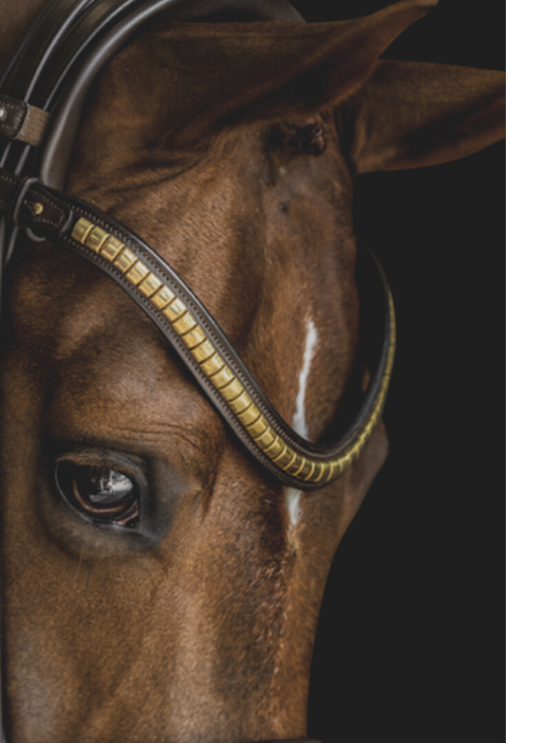 Utzon Olympic Headstall Brass Browband With Clinchers Full, Color: Dark Brown