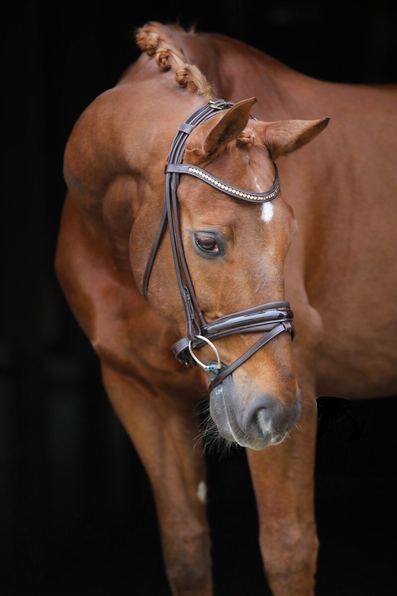 LJ Leathers Pro Selected SERRENTO Bridle; Round stitched, Color: Zwart, Size: Cob
