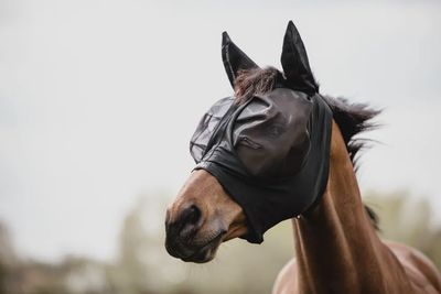 Kentucky Fly Maske Slim Fit schwarz