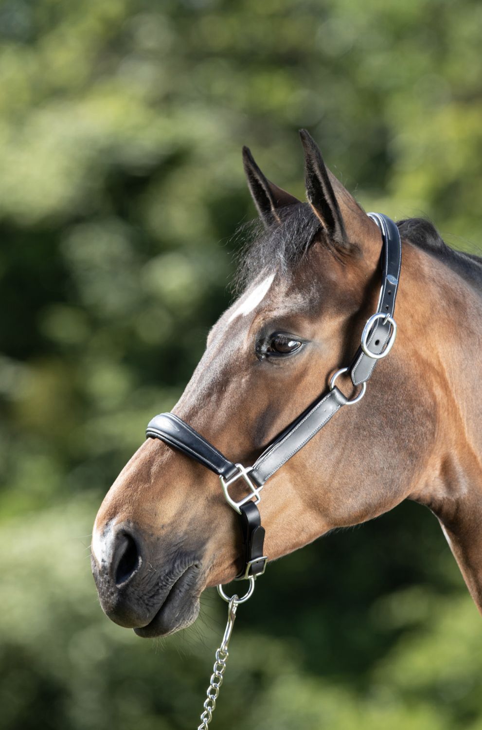 HFI Grooming Halter, Color: Black, Size: Full