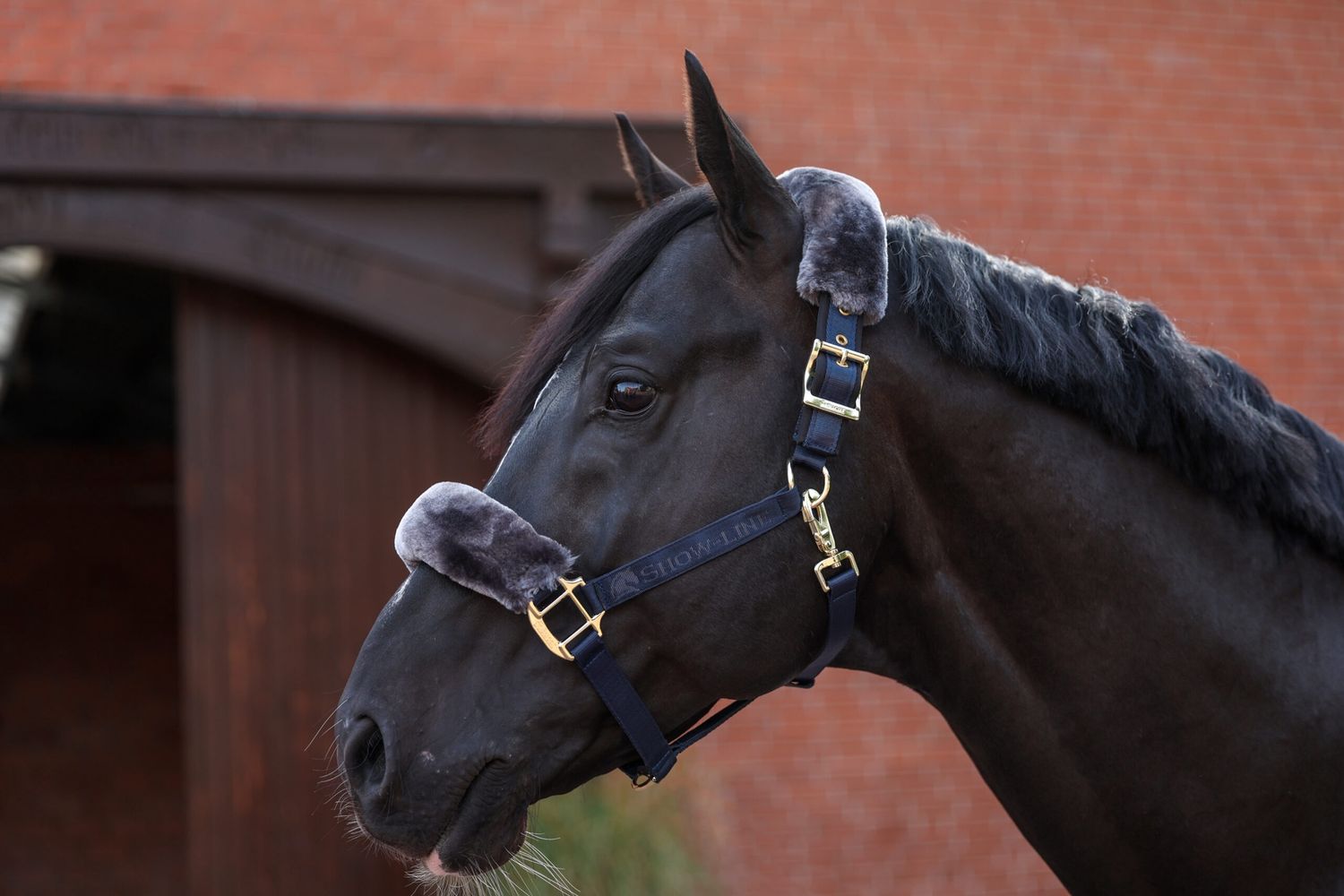 Bucas Show-Line Half Fur Halter, Color: Navy/Grey, Size: Pony