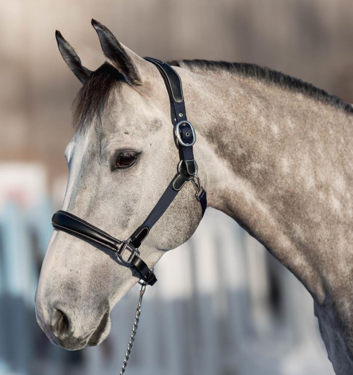 HFI Halster Mixed, Color: Black, Size: Pony
