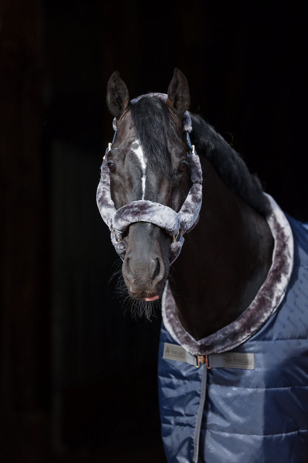 Bucas Show-Line Full Fur Halter, Color: Navy/Grey, Size: Pony