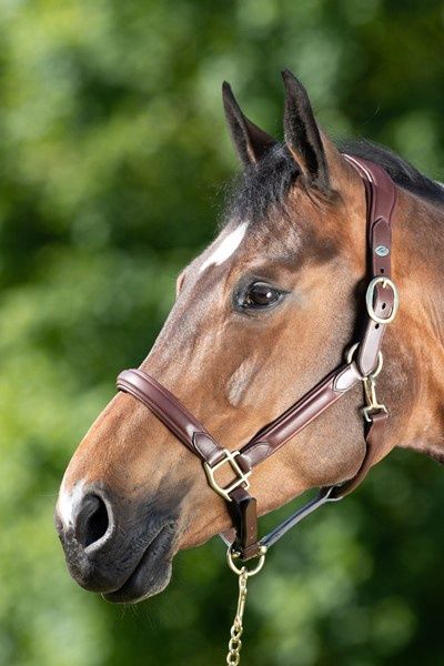 HFI Wave Halter, Color: Brown, Size: Full