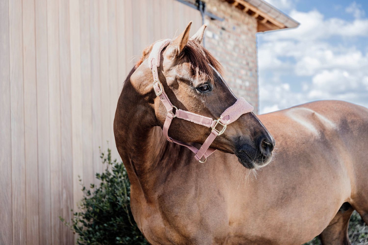 Kentucky Teddy Fleece Halter