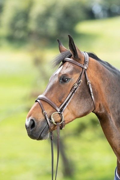 HFI Technical Bridle, Color: Brown, Size: Cob
