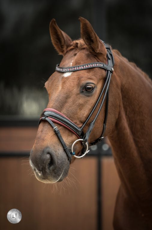 LJ Leathers Syana Stang And Bridle Rongenaaid, Color: Black, Size: Full