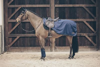 Kentucky Riding Horse Blanket All Weather