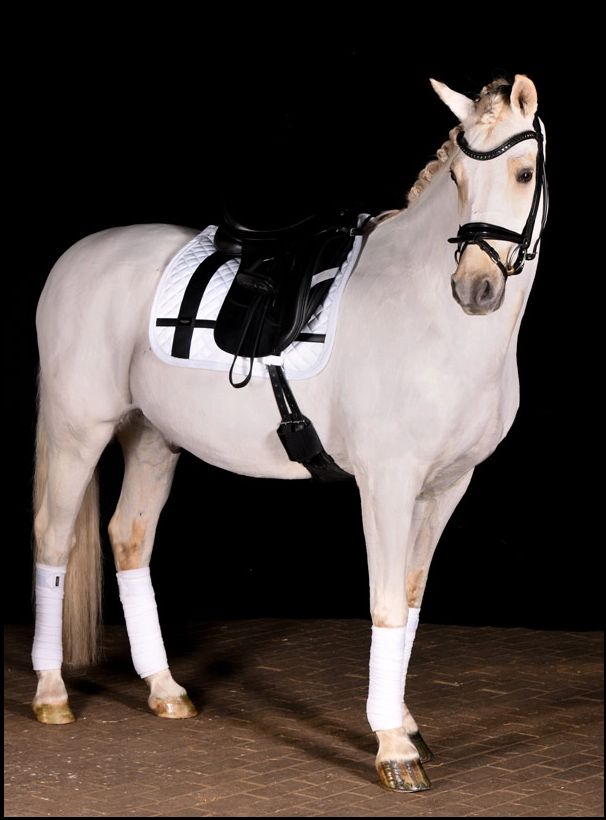 Equestrian Stockholm Saddle Pad No Boundaries White, Color: Matt Leather, Size: Dressage - Full