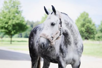 Eskadron Headcollar Double Pin Faux Fur Complete Platinum 24