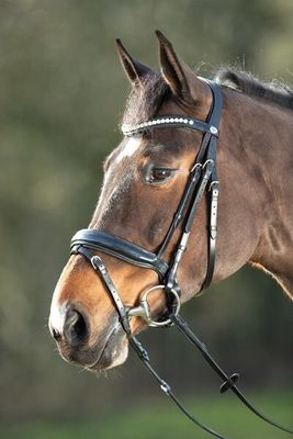 HFI Shiny Bridle