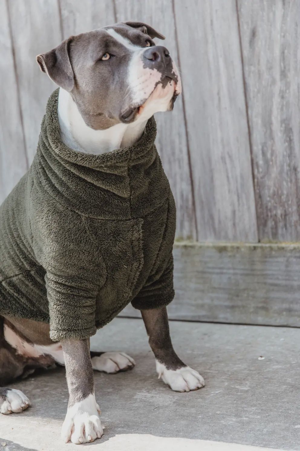 Kentucky Dog sweater Teddy Fleece, Color: Green, Size: S