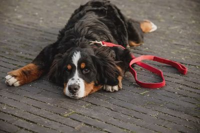 Laisse pour chien en velours côtelé