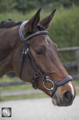 LJ Leathers Bridle Legacy/Polidor, Color: Zwart, Size: Full
