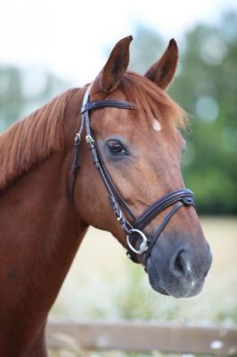 LJ Leathers Bridle New Classic