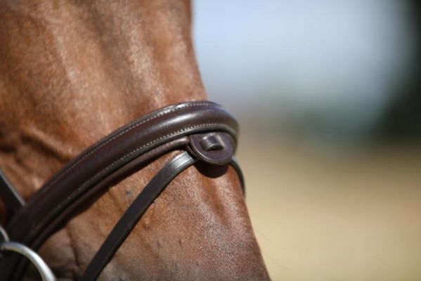 LJ Leathers Bridle New Classic, Color: Choco, Size: Cob