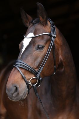 повязка для бровей LJ Leathers Bridle Limited Stellux; Сшитые круглые