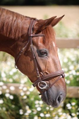 LJ Leathers Bridle New Fancy comb. noseband, Color: Brown, Size: Cob
