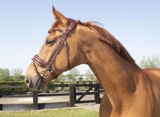 LJ Leathers Bridle Superior, Color: Australian Nut, Size: Full