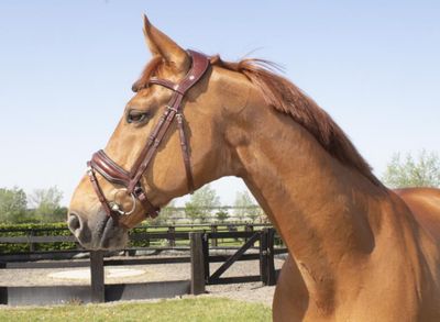 LJ Leathers Bridle Superior