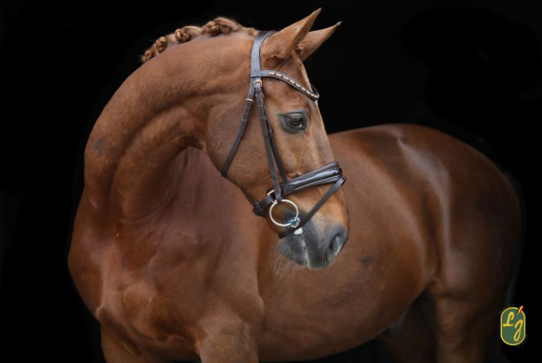 LJ Leathers Bridle Rose Adjustable Noseband With Patent Rose Gold, Color: Choco, Size: Pony