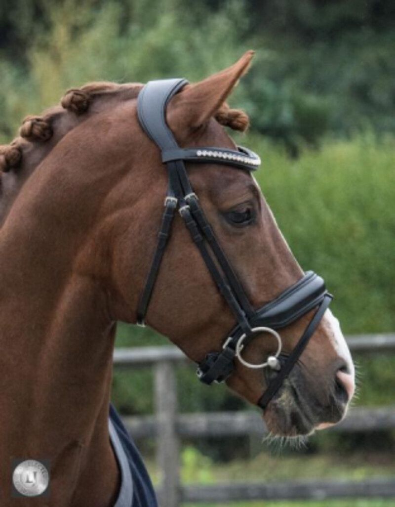 LJ Leathers Superior Patent Bridle, Color: Zwart/Zwart, Size: Full