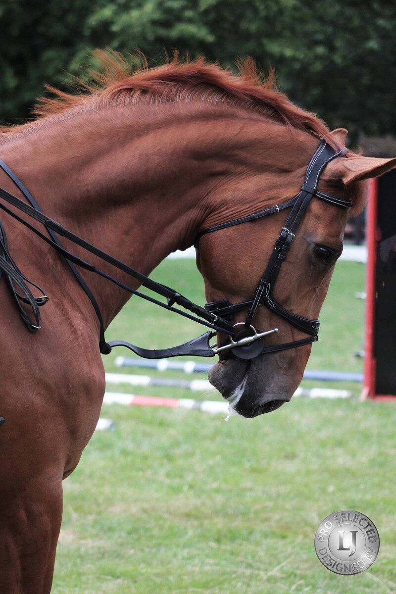 LJ Leathers Jump Assist By Symons, Color: Australian Nut, Detail: With Cord (Blue), Size: Full
