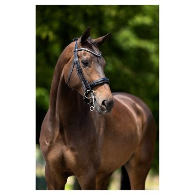 BR Bridle Keswick Snaffle