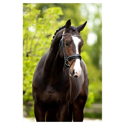 BR Headstall Andover