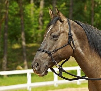 Busse Rope Halter Rings