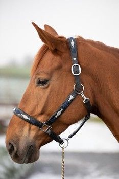 HFI Polo Halfter