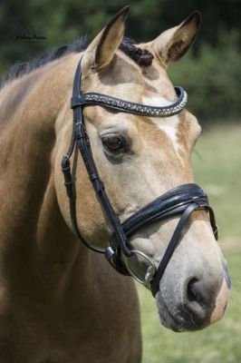 LJ Leathers Bridle Antrado, Color: Zwart, Size: Full