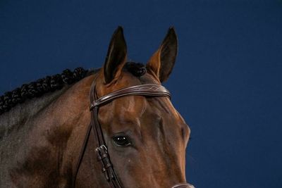 Anatomic Browband Hunter, Color: Brown, Size: Full