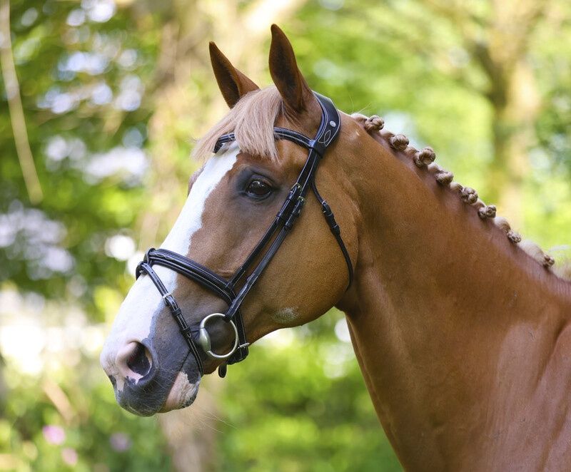 LJ Leathers PS bridle Legendary combined noseband, Color: Black, Size: Cob