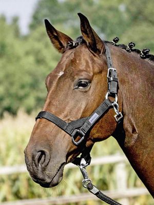 Busse Headcollar Strong HO II