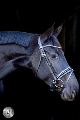 LJ Leathers Pro Selected Bridle Sunline Silver