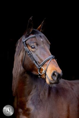 LJ Leathers Pro Selected Bridle Heritage