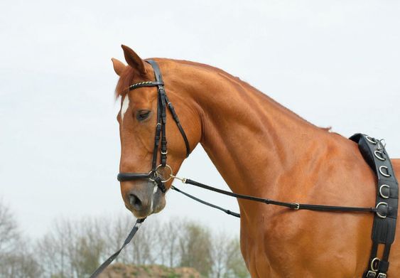 Busse Side Aid BASIC-STARR, Color: Zwart, Size: Pony