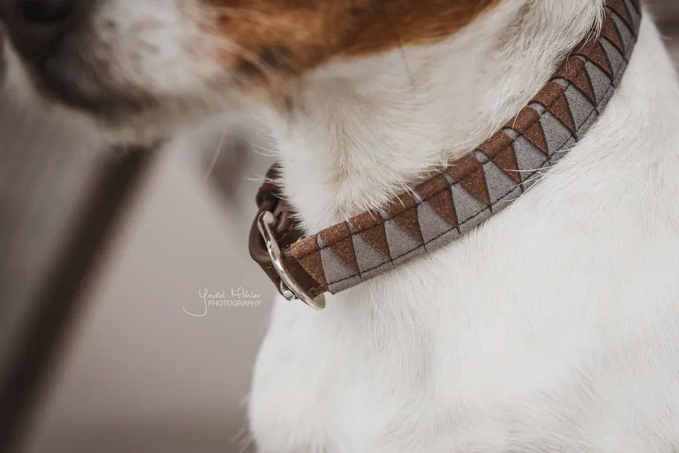 Kentucky Leash Dog triangle, Color: Brown, Size: S