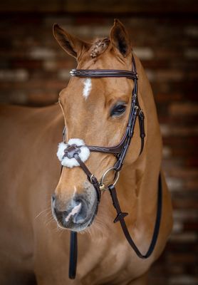 LeMieux Kudos Grackle Bridle Havana