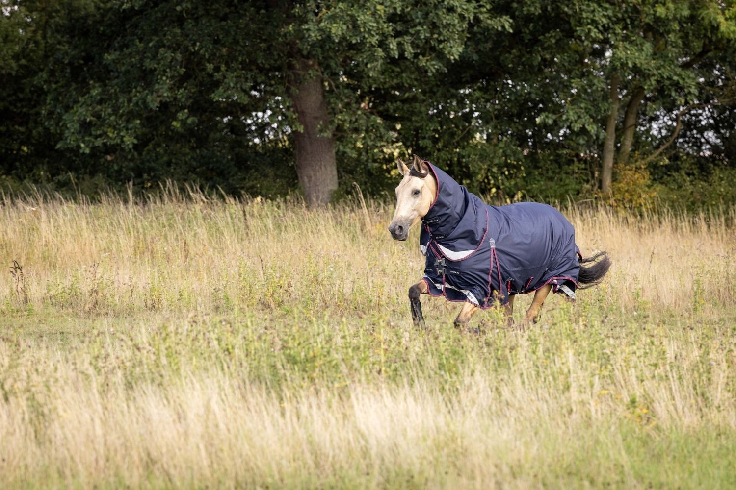 LeMieux Kudos Turnout Horse Blanket, Detail: 50g, Size: 145/195/6.6