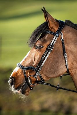 HFI Bridle Techno