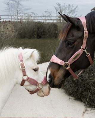Halters and Ropes